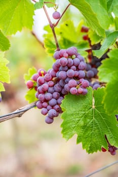 Close-up purple wine grapes hang on a vine plant in a wine country during autumn, green leafs around the grapes