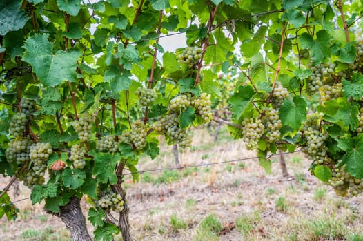Bright yellow wine grapes hang on a vine plant in a wine country during autumn, green leafs around the grapes