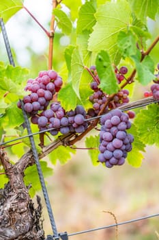 Close-up purple wine grapes hang on a vine plant in a wine country during autumn, green leafs around the grapes