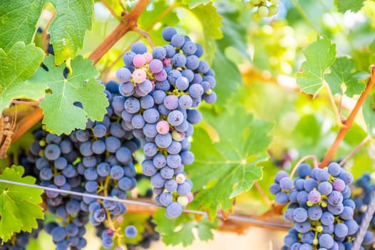 Blue fresh bunch of grapes hang on a vine plant in September before harvest