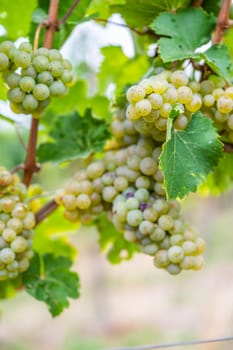 Close-up bright yellow wine grapes hang on a vine plant in a wine country during autumn, green leafs around the grapes