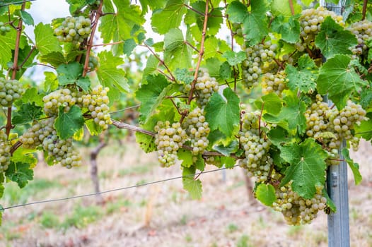 Bright yellow wine grapes hang on a vine plant in a wine country during autumn, green leafs around the grapes