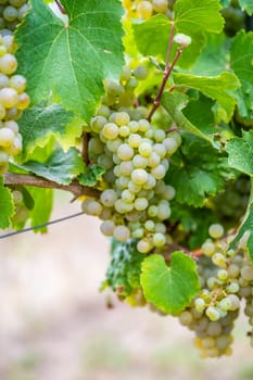 Close-up bright yellow wine grapes hang on a vine plant in a wine country during autumn, green leafs around the grapes