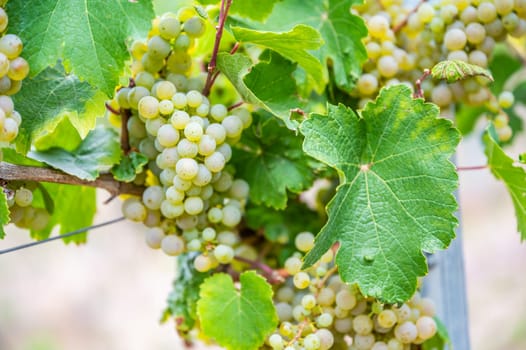 Close-up bright yellow wine grapes hang on a vine plant in a wine country during autumn, green leafs around the grapes