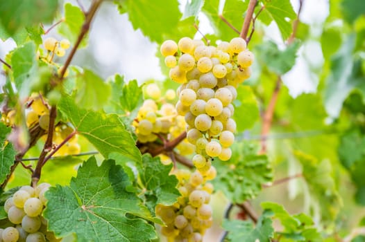 Close-up bright yellow wine grapes hang on a vine plant in a wine country during autumn, green leafs around the grapes