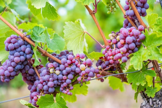 close-up Blue purple bunches of grapes hang on a vine plant in September before harvest