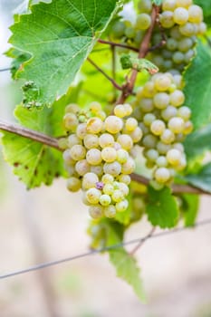 Close-up bright yellow wine grapes hang on a vine plant in a wine country during autumn, green leafs around the grapes