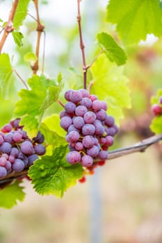 Close-up purple wine grapes hang on a vine plant in a wine country during autumn, green leafs around the grapes
