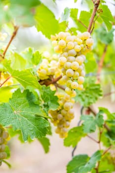 Close-up bright yellow wine grapes hang on a vine plant in a wine country during autumn, green leafs around the grapes, sunlight