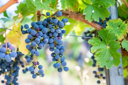 Blue fresh bunch of grapes hang on a vine plant in September before harvest