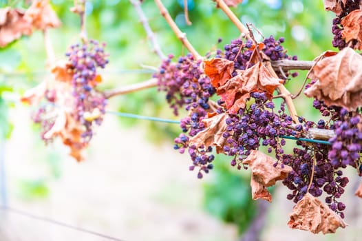 Shriveled bunches of purple colored grapes, too much sun and heat, bad weather, hanging on a vine plant, bad harvest, vineyard
