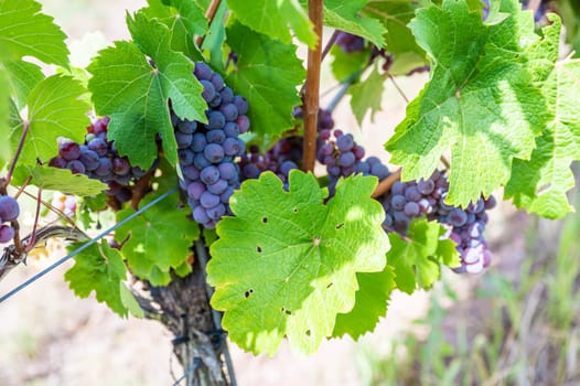 Blue fresh bunch of grapes hang on a vine plant in September before harvest