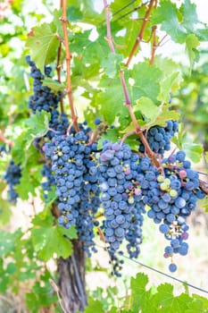 Blue fresh bunch of grapes hang on a vine plant in September before harvest