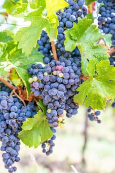 Blue bunch of grapes hang on a vine plant in September before harvest, some green and red grapes inbetween