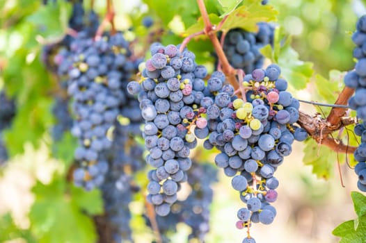 Blue fresh bunch of grapes hang on a vine plant in September before harvest