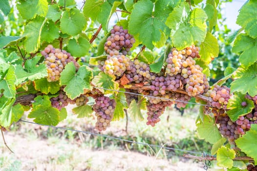 Yellow purple bunches of grapes hang on a vine plant in September before harvest