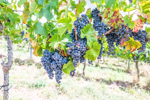 Blue fresh bunch of grapes hang on a vine plant in September before harvest