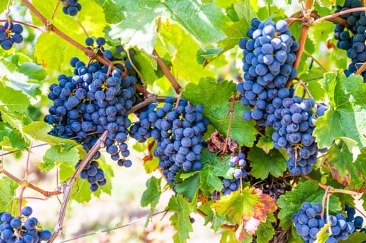 Blue fresh bunch of grapes hang on a vine plant in September before harvest