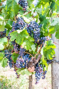 Blue fresh bunch of grapes hang on a vine plant in September before harvest