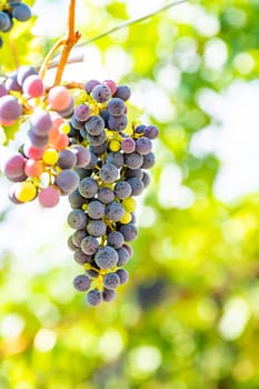 Blue bunch of grapes hang on a vine plant in September before harvest, some green and red grapes inbetween