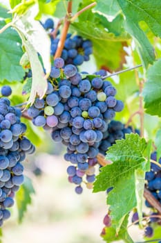 Close-up blue wine grapes hang on a vine plant in a wine country during autumn, green leafs around the grapes