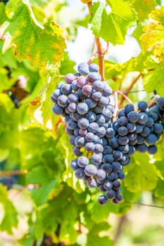 Blue fresh bunch of grapes hang on a vine plant in September before harvest