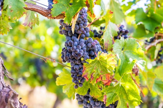 Blue fresh bunch of grapes hang on a vine plant in September before harvest