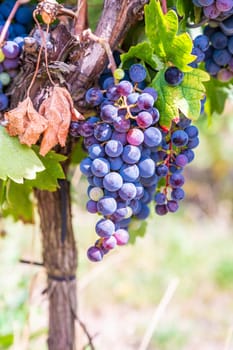 close-up Blue purple bunches of grapes hang on a vine plant in September before harvest