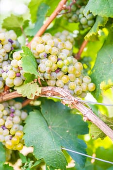 Close-up green yellow colored bunches of grapes hang on a vine plant in September before harvest, sunny day