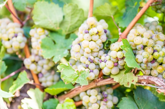 Close-up green yellow colored bunches of grapes hang on a vine plant in September before harvest, sunny day
