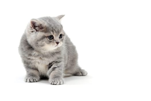 a small fluffy kitten on a white isolated background. High quality photo