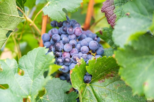 Blue fresh bunch of grapes hang on a vine plant in September before harvest