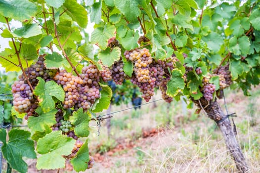Yellow purple bunches of grapes hang on a vine plant in September before harvest