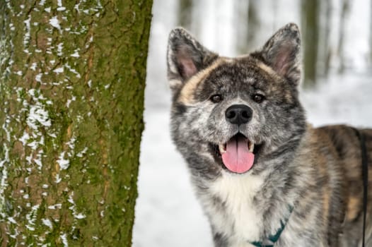 Close-up beautiful Akita Inu dog with gray fur in the snow