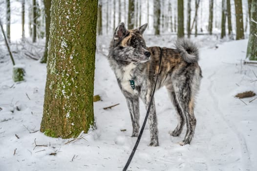 Beautiful Akita Inu dog with gray fur in the snow