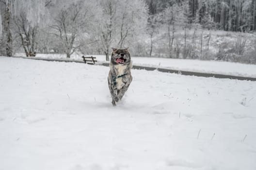 Akita inu Dog with gray fur is running through the snow during winter