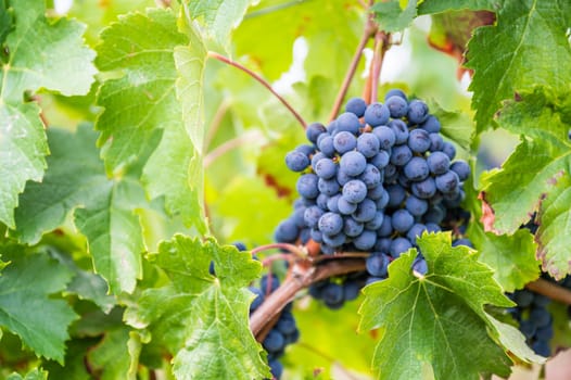 Close-up blue wine grapes hang on a vine plant in a wine country during autumn, green leafs around the grapes