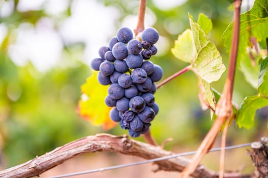 Close-up blue wine grapes hang on a vine plant in a wine country during autumn, green leafs around the grapes