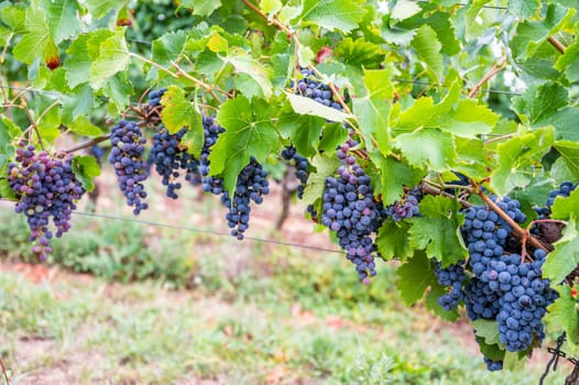 Blue fresh bunch of grapes hang on a vine plant in September before harvest
