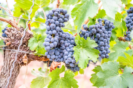 Blue fresh bunch of grapes hang on a vine plant in September before harvest
