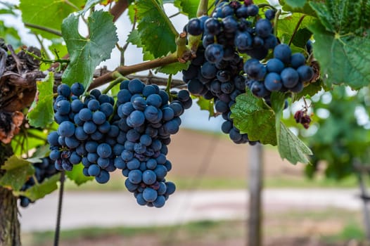 Close-up blue wine grapes hang on a vine plant in a wine country during autumn, green leafs around the grapes