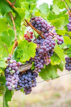 Purple wine grapes hang on a vine plant in a wine country during autumn, green leafs around the grapes