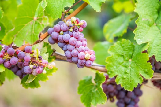 Close-up purple wine grapes hang on a vine plant in a wine country during autumn, green leafs around the grapes