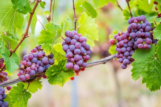 Close-up purple wine grapes hang on a vine plant in a wine country during autumn, green leafs around the grapes