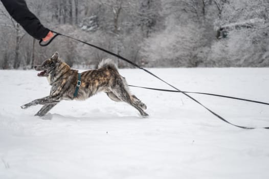 Happy Akita inu dog with gray and orange fur is running through the snow during winter, female master is holding a dog leash