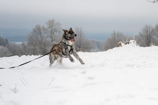 Akita Inu dog with gray fur is running through the snow during winter