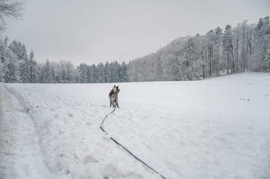 Young Akita inu dog with gray fur discovering the beautiful winter landscape during winter on his dog leash