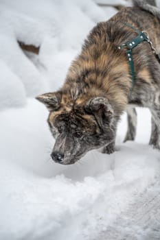 Akita inu dog with gray orange fur follows a trail in the snow during winter