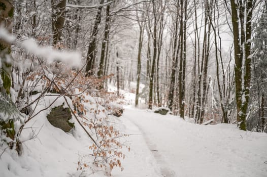 Landscape, Forest path during winter with lots of snow