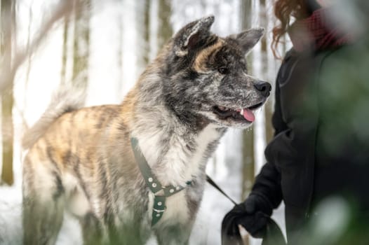 Akita inu dog with gray and orange fur is standing next to his female master with brown curly hair during winter with forest and snow in background, sunbeam
